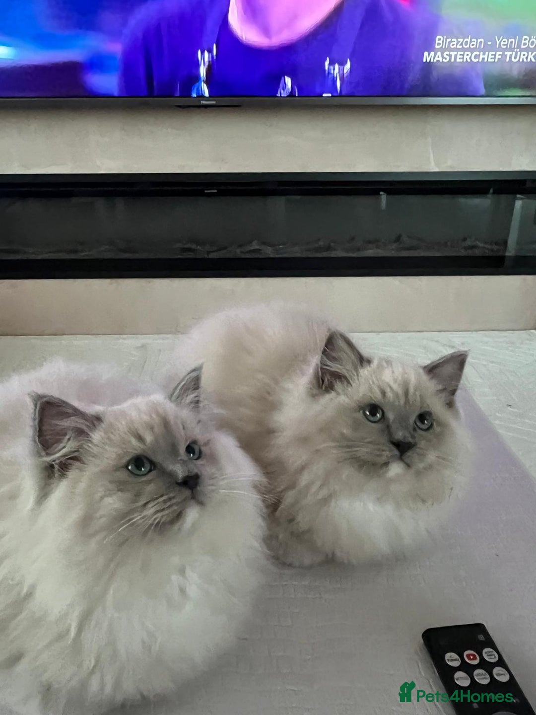 Ragdoll cats for sale: Bella,jordan,gucci,lylia - Advert 8