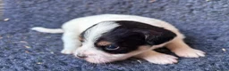 Jack Russell dogs for sale: Stunning rough&smooth coated tri jack Russell pups in Bishop's Stortford - Advert 5