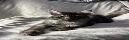 Maine Coon cats for sale: maine coon  - Advert 10