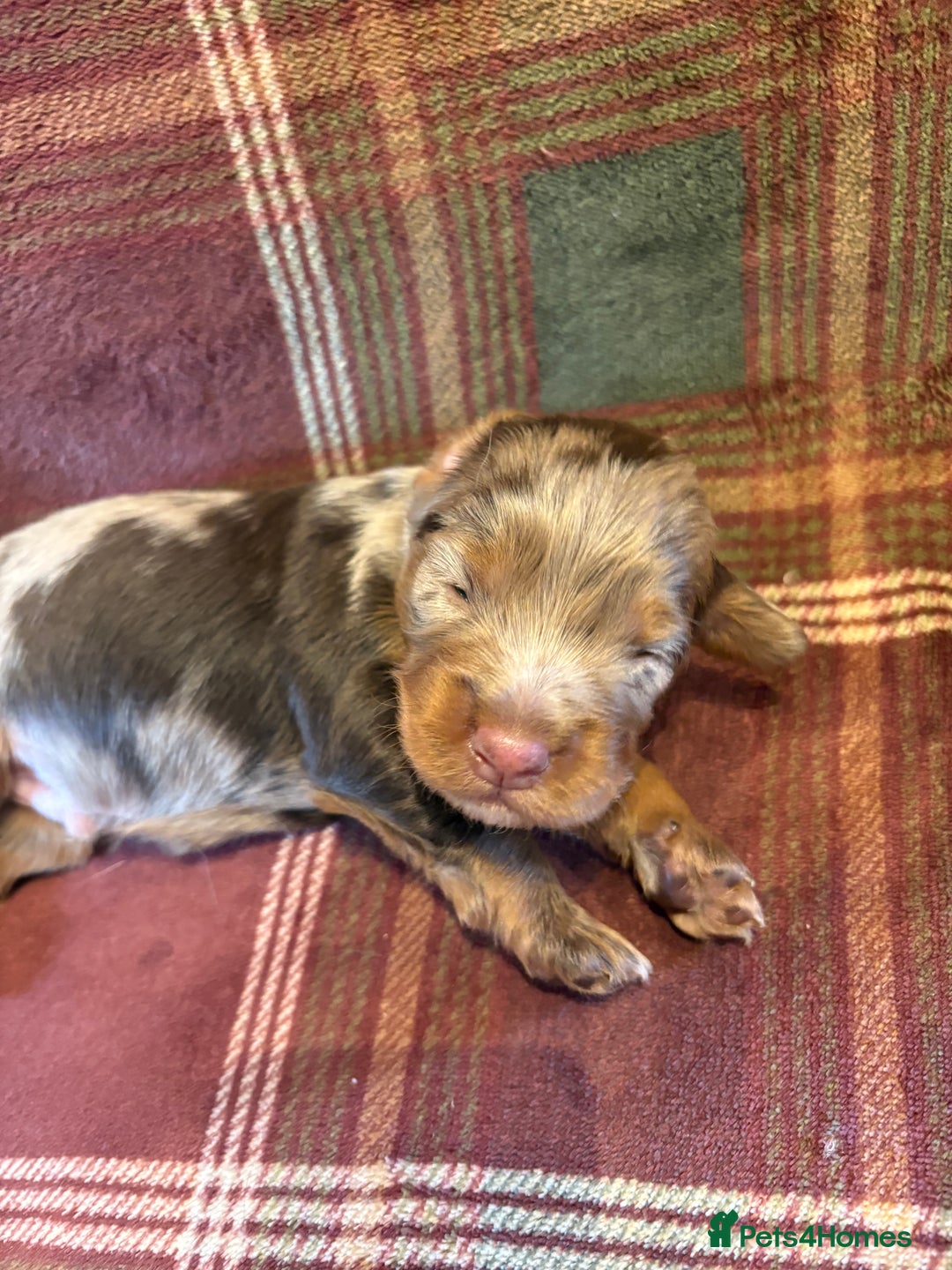 Mixed Breed dogs for sale: Beautiful Cocker X Puppies  - Advert 12