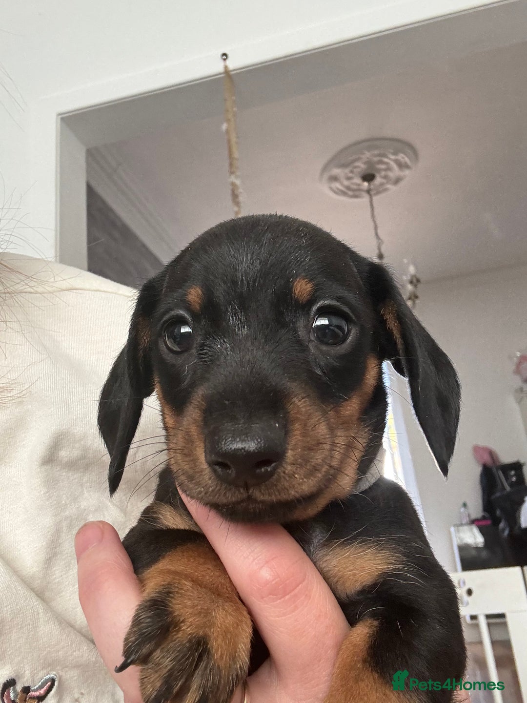 Miniature Dachshund dogs for sale: 5 miniature black & tan smooth haired dachshunds  - Image 11