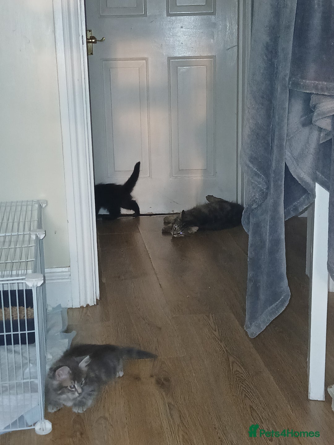 Mixed Breed cats for sale: 2 beautiful boys - Image 4