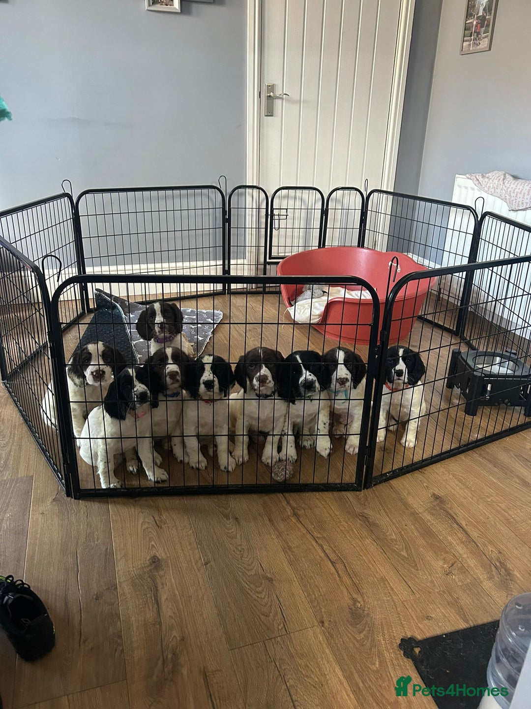 English Springer Spaniel dogs for sale: English Springer spaniel puppies for sale - Advert 1