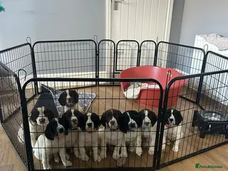English Springer Spaniel dogs English Springer spaniel puppies for sale - Advert 8