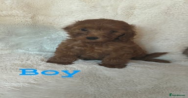 Cockapoo dogs - Advert 2