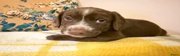 Mixed Breed dogs for sale: Doxie puppies  - Advert 16