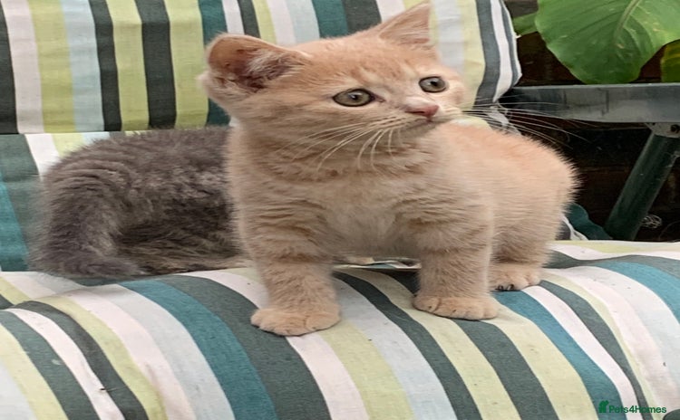 British Shorthair cats - Advert 2