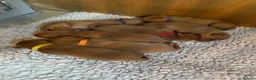 Labrador Retriever dogs for sale: OUTSTANDING KC Reg, FOX RED LABRADOR PUPPIES  - Advert 16