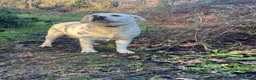 Labrador Retriever dogs for sale: Beautiful Pure Labrador with dna tests - Advert 9