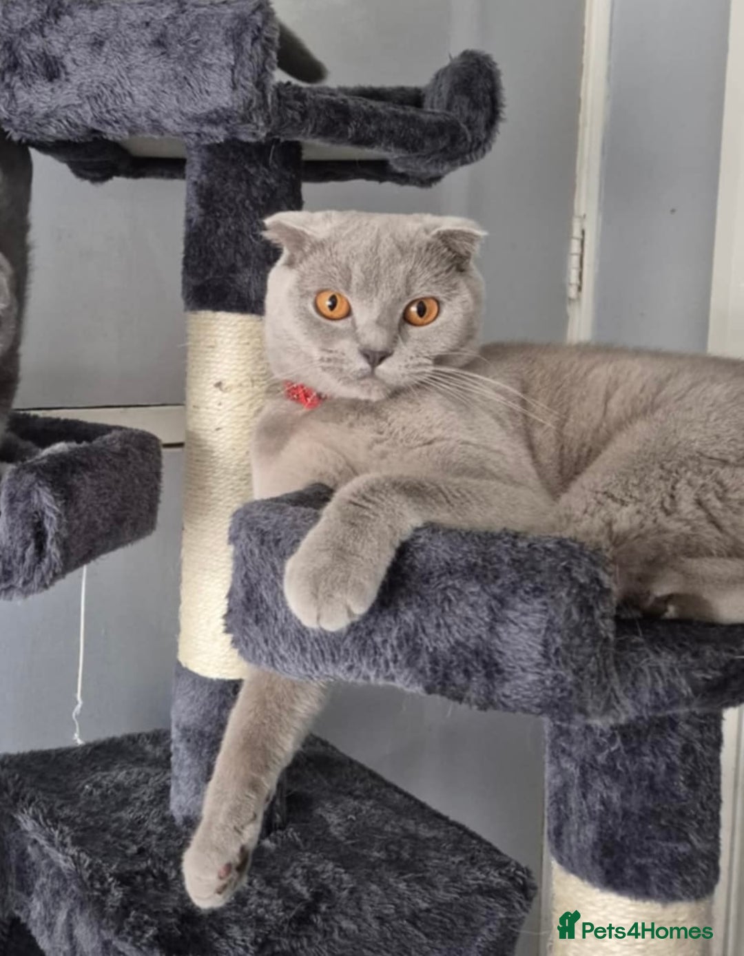Scottish Fold cats for sale: Beautiful Scottish Fold Kittens🫶🏼😍 - Advert 11