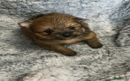 Pomeranian dogs for sale: Very adorable Pomeranian Puppies - Image 26