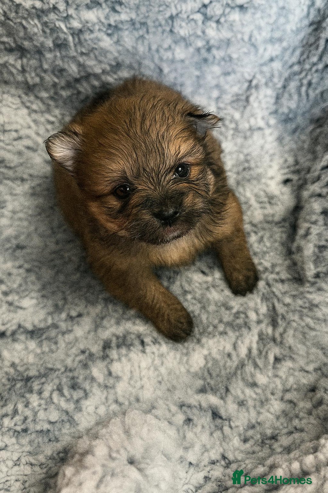 Pomeranian dogs for sale: Very adorable Pomeranian Puppies - Image 26