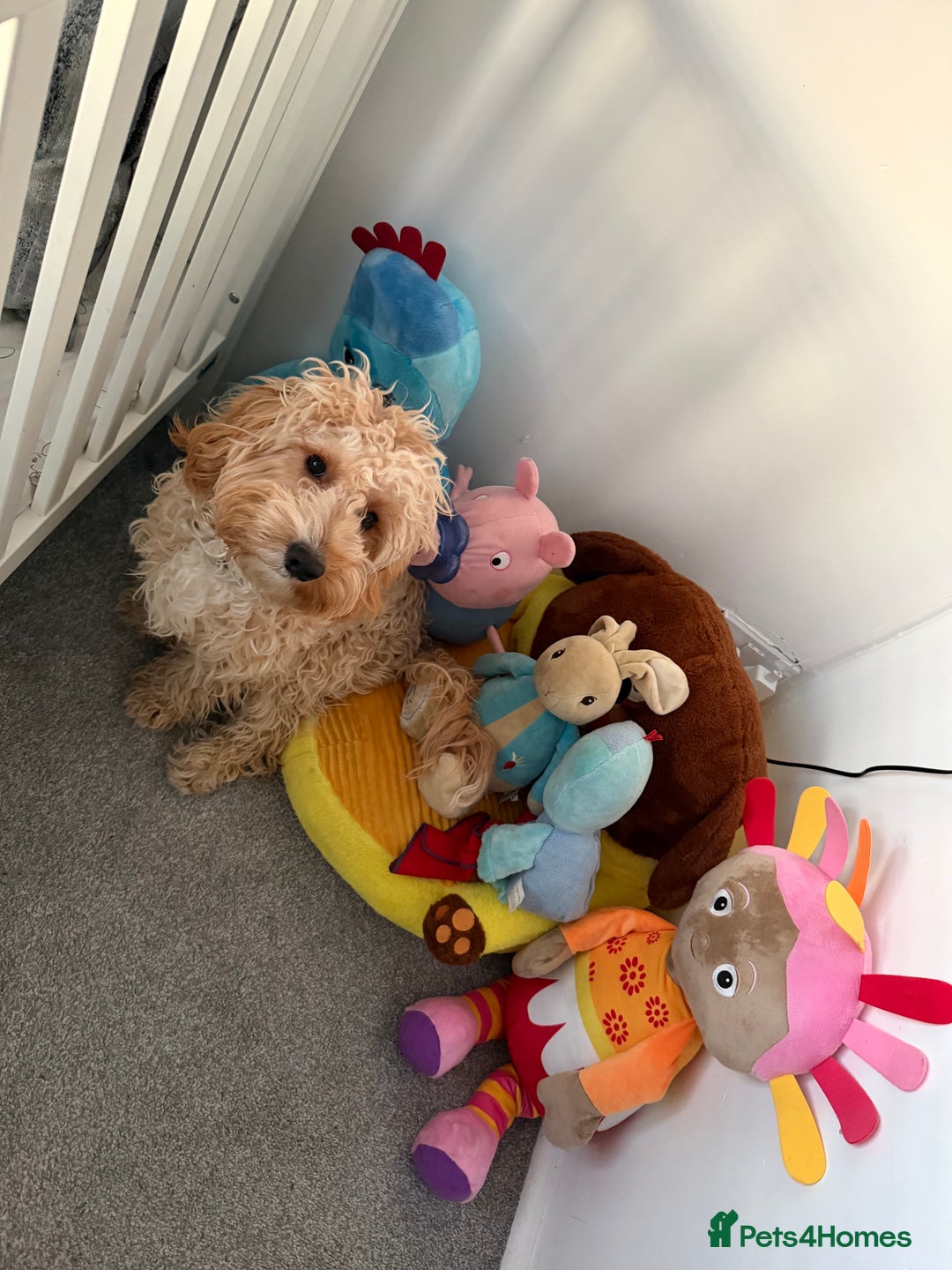 Cockapoo dogs for sale: Cockapoo  - Advert 8