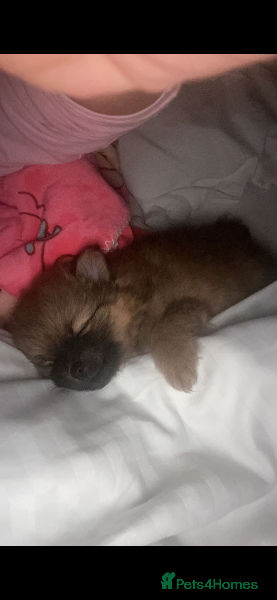 Pomeranian dogs for sale: Our 3 year old Pomeranian boy  - Image 6