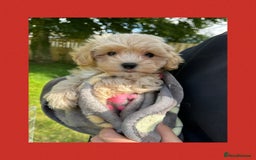 Maltipoo dogs for sale: F1 tiny Maltipoo’s  - Image 12
