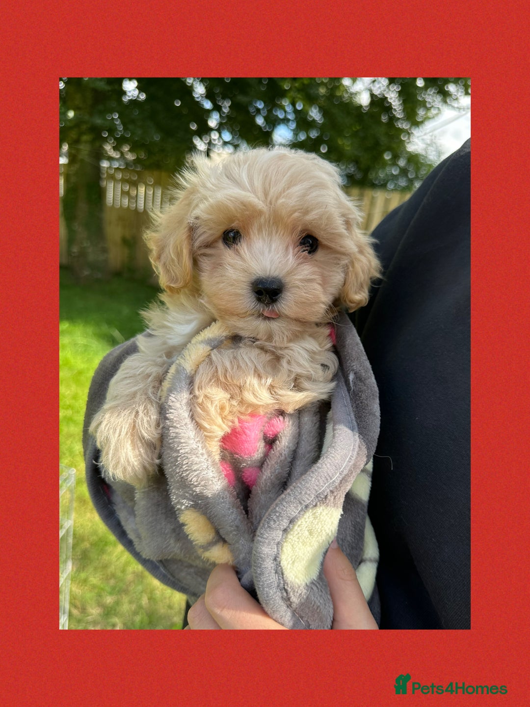 Maltipoo dogs for sale: F1 tiny Maltipoo’s  - Image 12