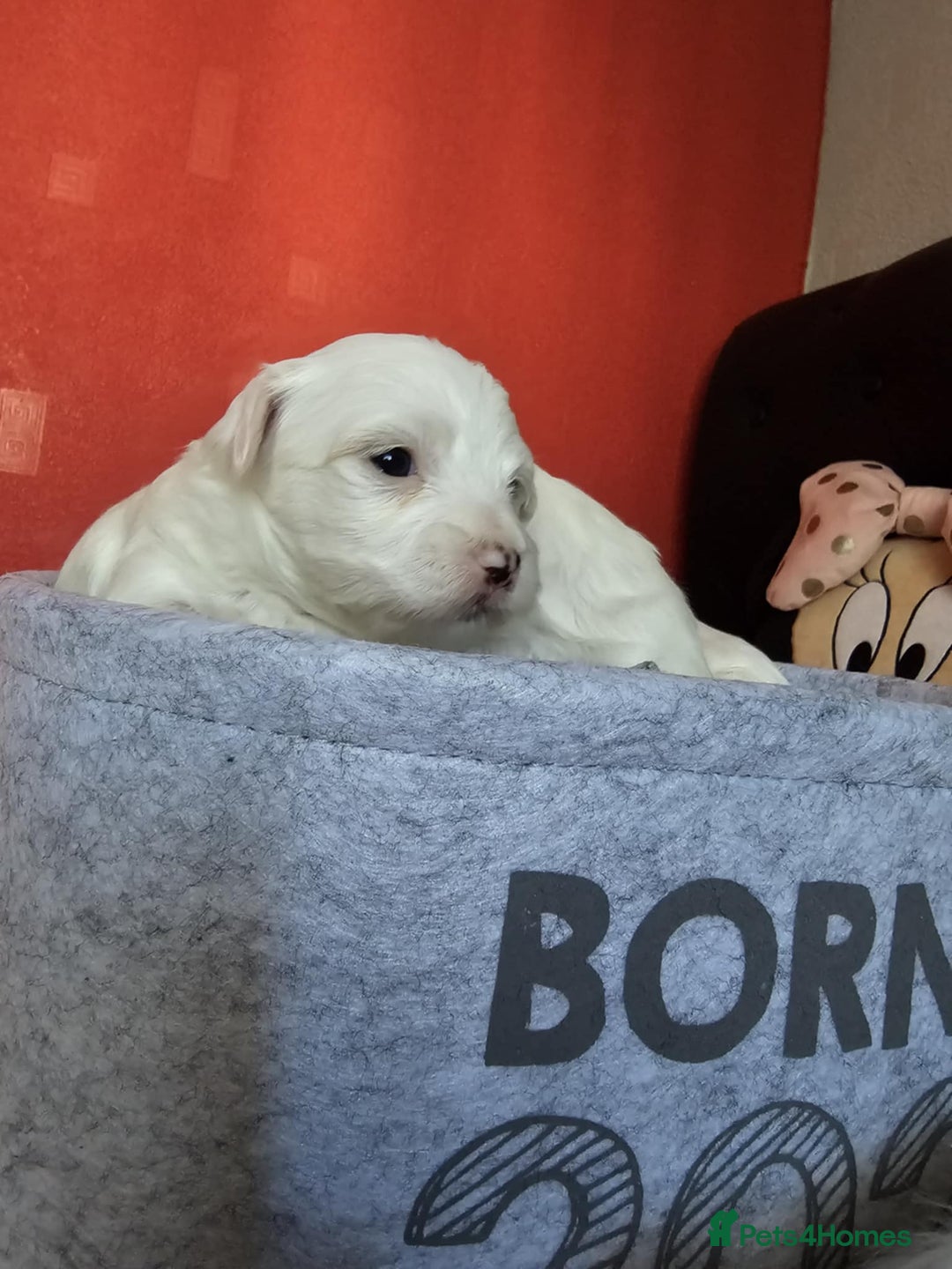 Bichon Frise dogs for sale: 6 bichon maltes - Image 12