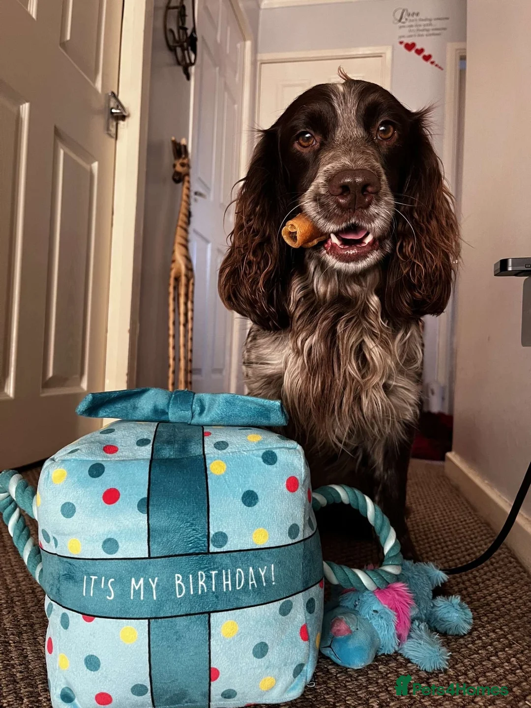 Sprocker dogs for stud: Liver and White Sprocker for stud - Advert 7