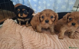 Cavalier King Charles Spaniel dogs for sale: Kc reg health tested parents 🩷💙 - Image 7