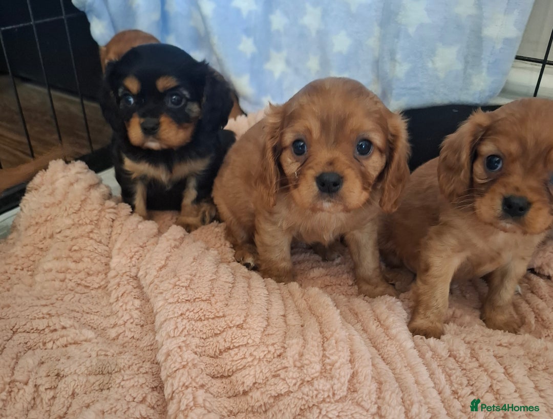 Cavalier King Charles Spaniel dogs for sale: Kc reg health tested parents 🩷💙 - Image 7
