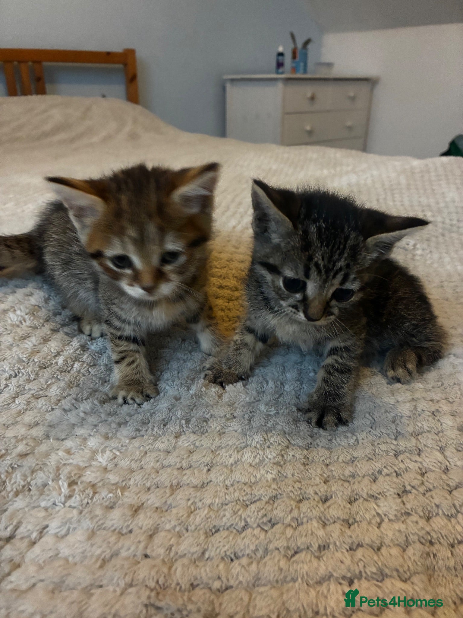 Mixed Breed cats Adorable playful kittens  - Advert 2