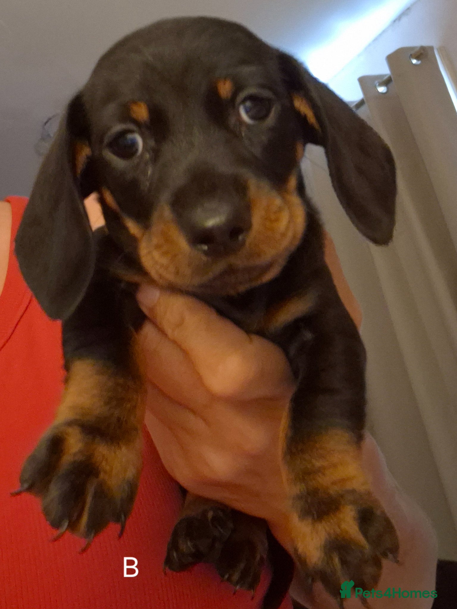 Miniature Dachshund dogs Miniature Dachshund puppies READY NEXT WEEK - Advert 5