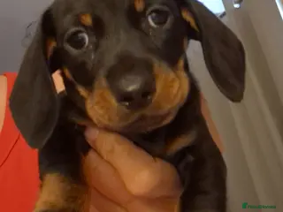 Miniature Dachshund dogs Miniature Dachshund puppies READY NEXT WEEK - Advert 5