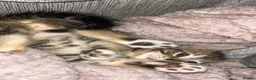 Bengal cats for sale: Bengal kittens in Macclesfield - Advert 4
