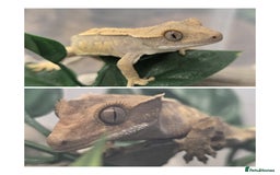 Gecko reptiles for sale: Crested Gecko Babies Baby Reptile  - Image 1