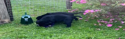 Labrador Retriever dogs for sale: Outstanding pedigree Labrador puppies in Faversham - Advert 6