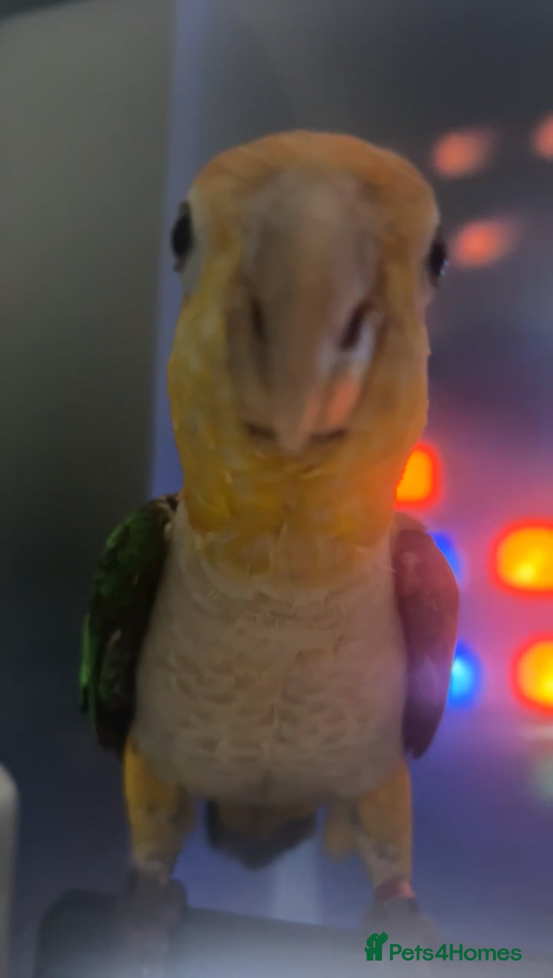 Parrots birds for sale: Tame Baby White-bellied Caique Parrot  - Image 4