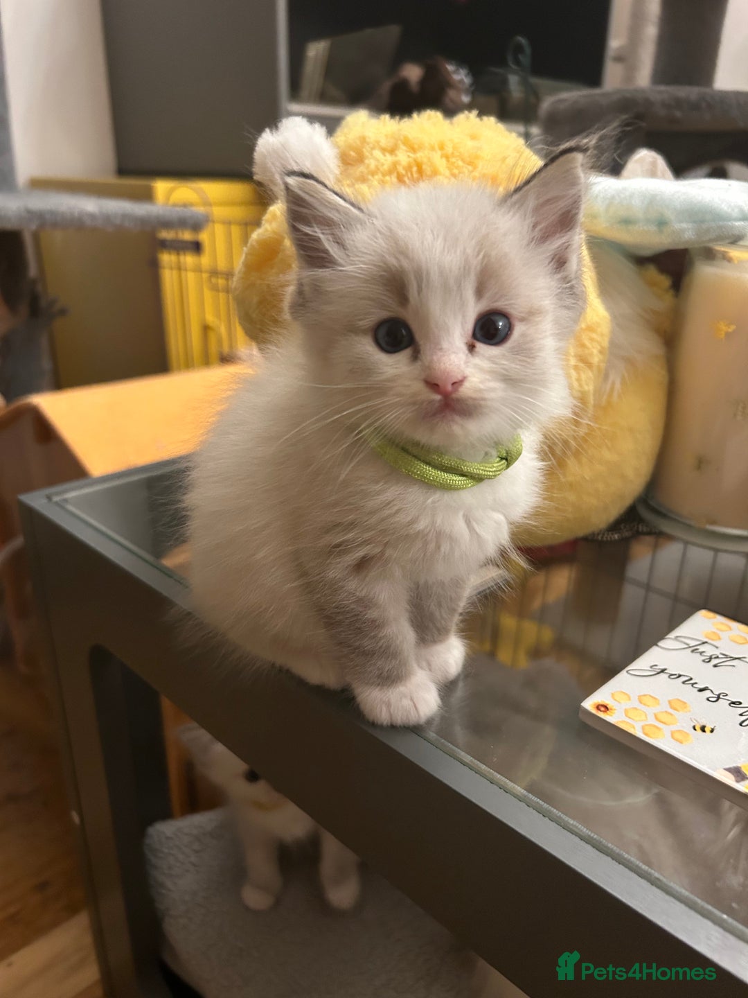 Ragdoll cats for sale: 😻 2 GORGEOUS RAGDOLL KITTENS 😻 - Image 1