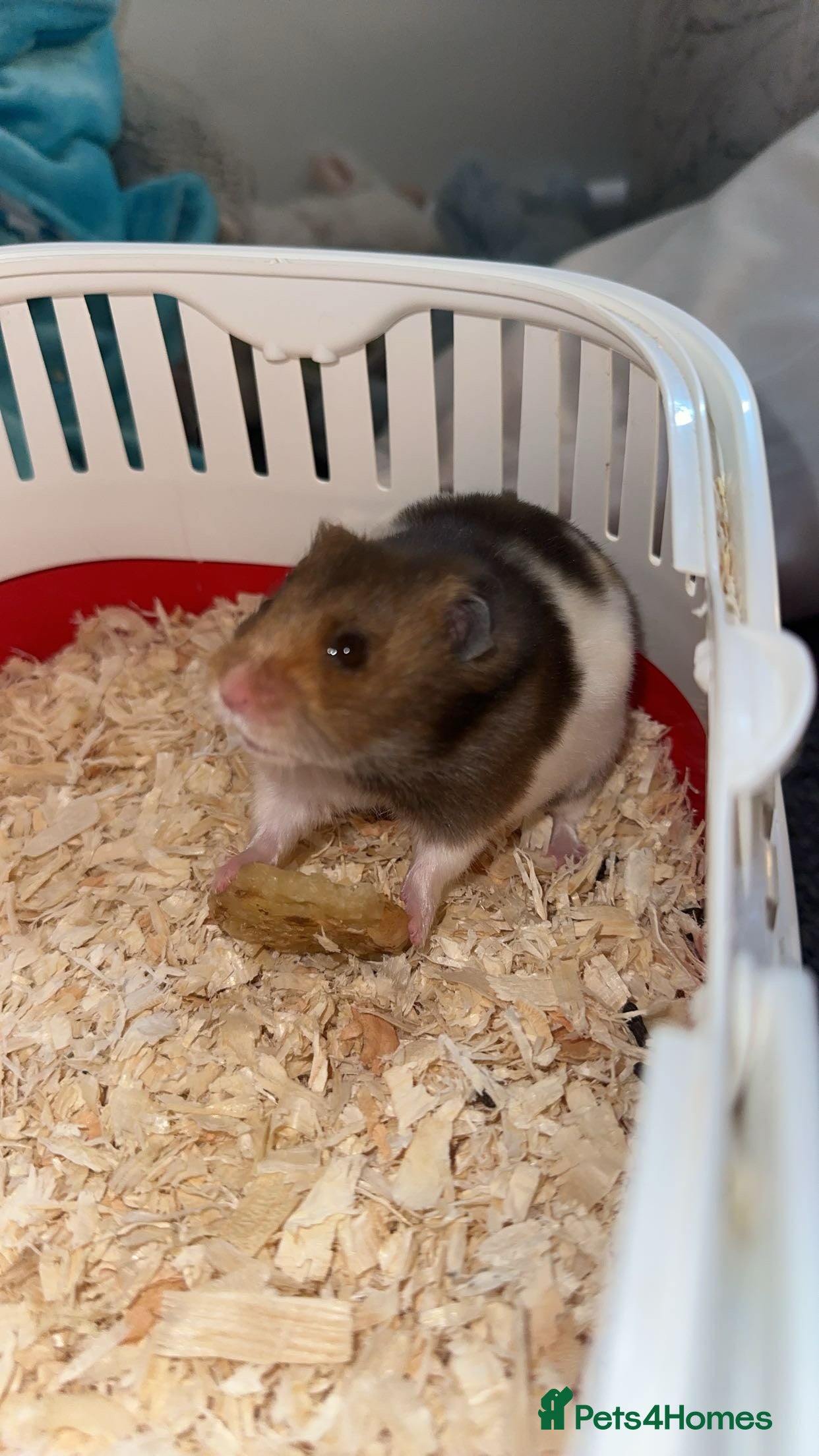 Hamster rodents brown syrian hamster  - Advert 1