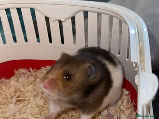 Hamster rodents brown syrian hamster - Advert 2