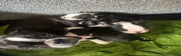 Boston Terrier dogs for sale: Kc reg Stunning full collar Boston terriers  - Advert 25