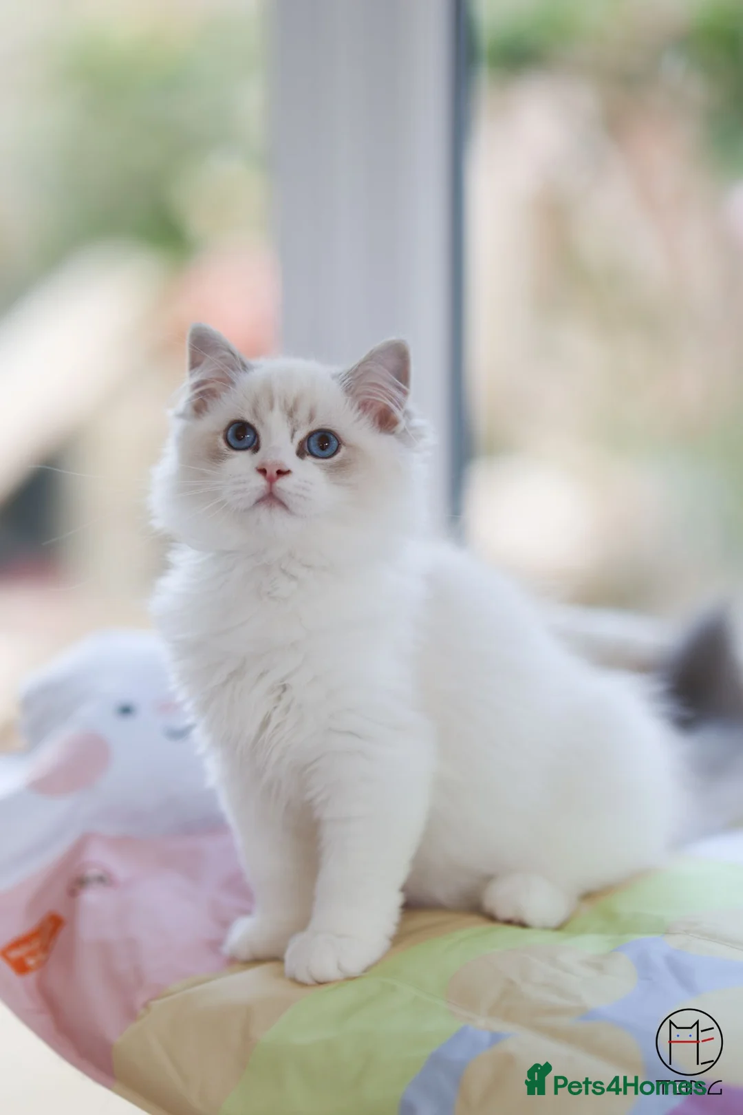 Ragdoll cats for sale: GCCF Champion line kittens available - Advert 2