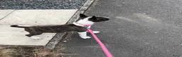 English Bull Terrier dogs for sale: English bull terrier  in Durham - Advert 10