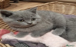 British Shorthair cats for sale: Blue British shorthairs kittens with GCCFpedigree - Image 12