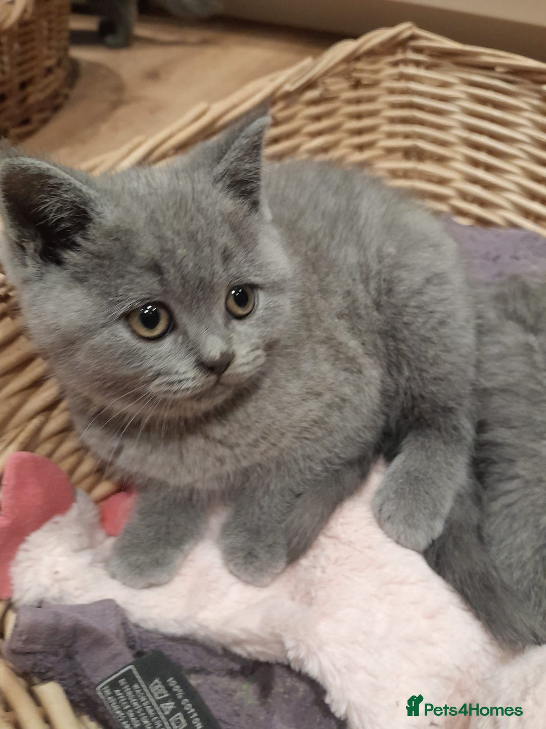 British Shorthair cats for sale: Blue British shorthairs kittens with GCCFpedigree - Image 12
