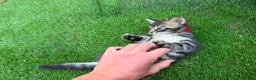 Bengal cats for sale: Bengal X Maine Coon Kittens  in Lyme Regis - Advert 18