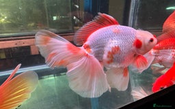 Fancy Goldfish fish for sale: Thai pleated goldfish - Image 10
