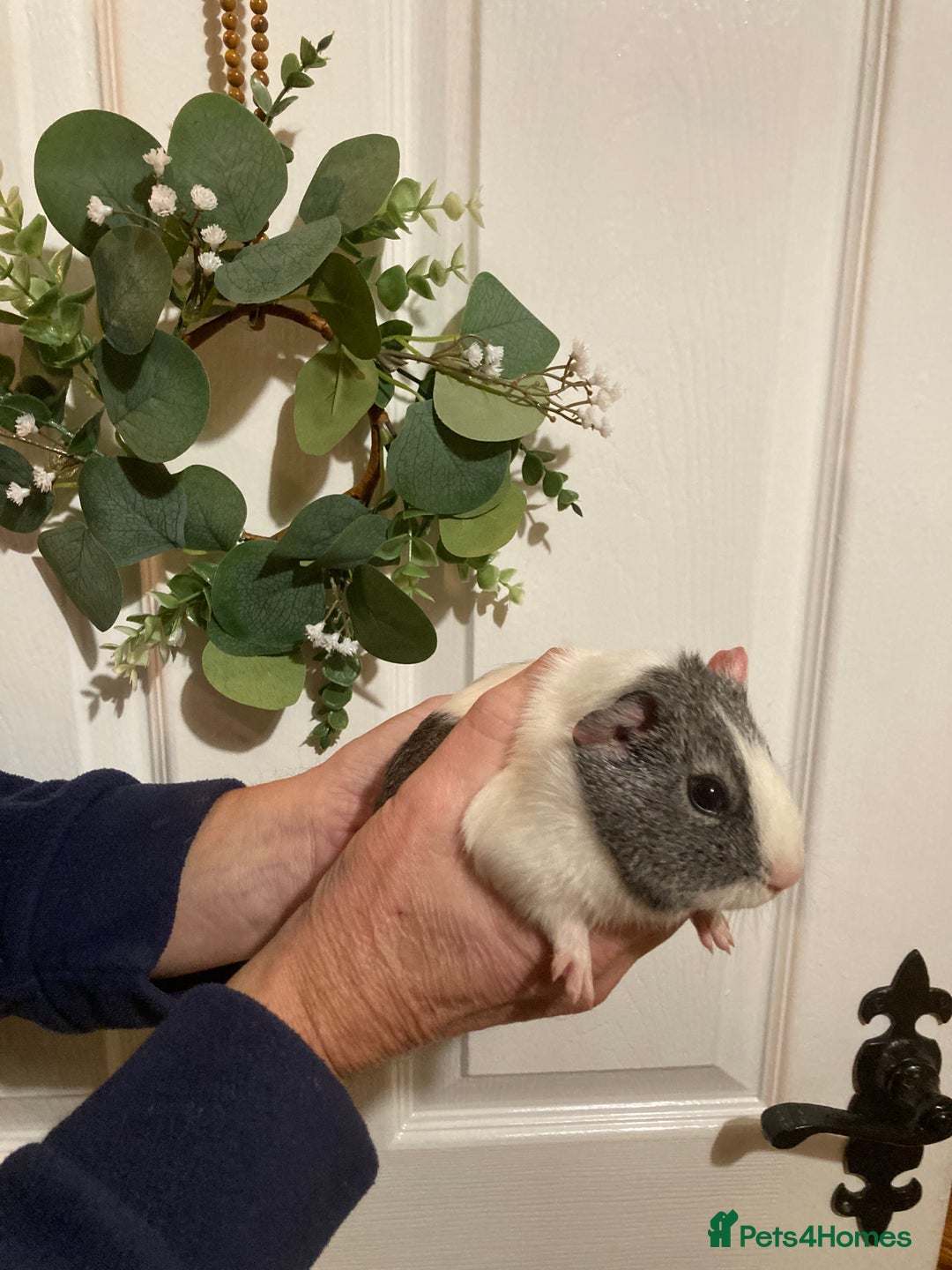 Guinea Pig rodents for sale: 5 gorgeous female Guinea pigs for sale - Advert 21