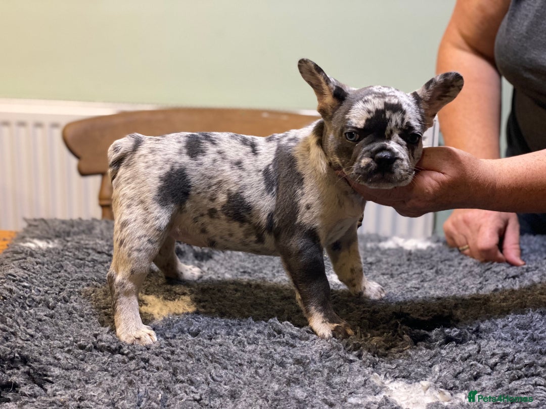 French Bulldog dogs for sale: Stunning healthy French bull dog puppies  - Image 3