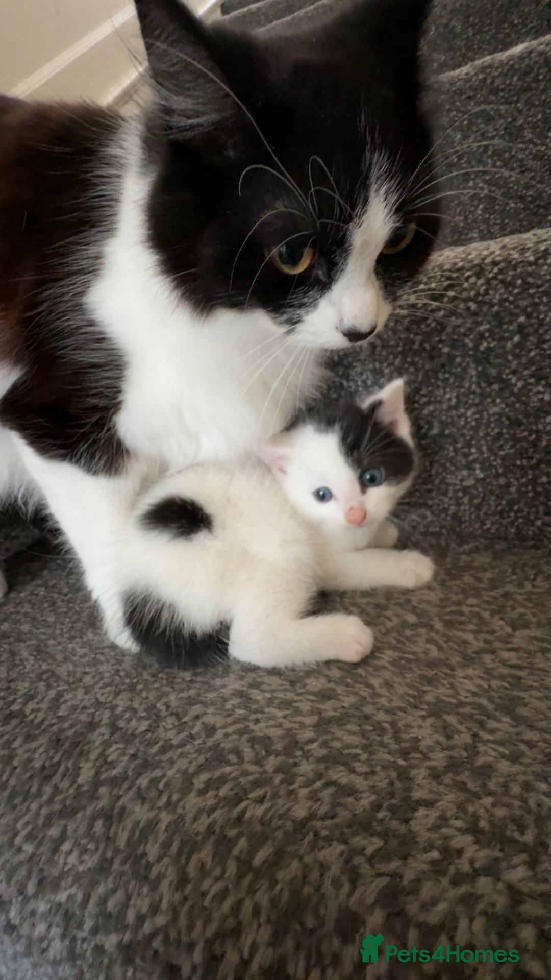 Mixed Breed cats for sale: CAT FOR SALE! - Advert 4