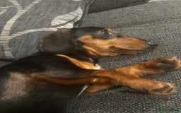 Dachshund dogs for sale: Biscuit dachshund  - Image 3