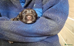 Sprocker dogs for sale: Litter of 6 chocolate/ white Sprocker Spaniels - Image 3