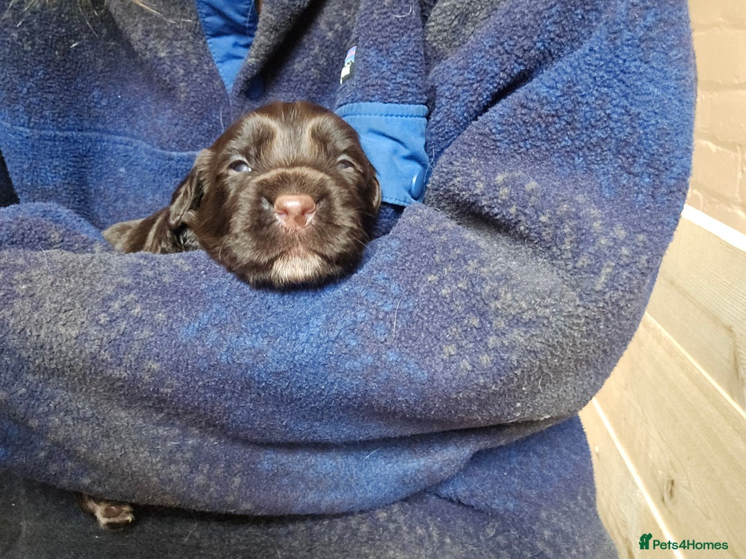 Sprocker dogs for sale: Litter of 6 chocolate/ white Sprocker Spaniels - Image 3