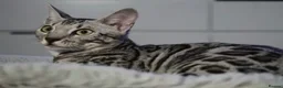 Bengal cats for sale: 2 Tica Registered male Bengal kittens for sale  in Windsor - Advert 30