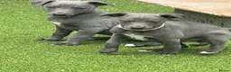Whippet dogs for sale: Whippets  - Advert 12