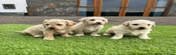 Poochon dogs for sale: Poochon Puppies F1  in Kidwelly - Advert 3